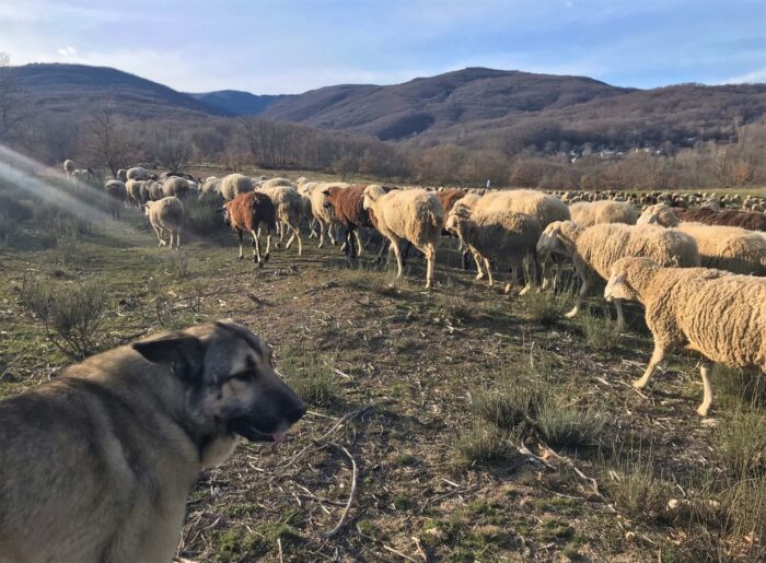 Hanna - Wolf with herd of sheep