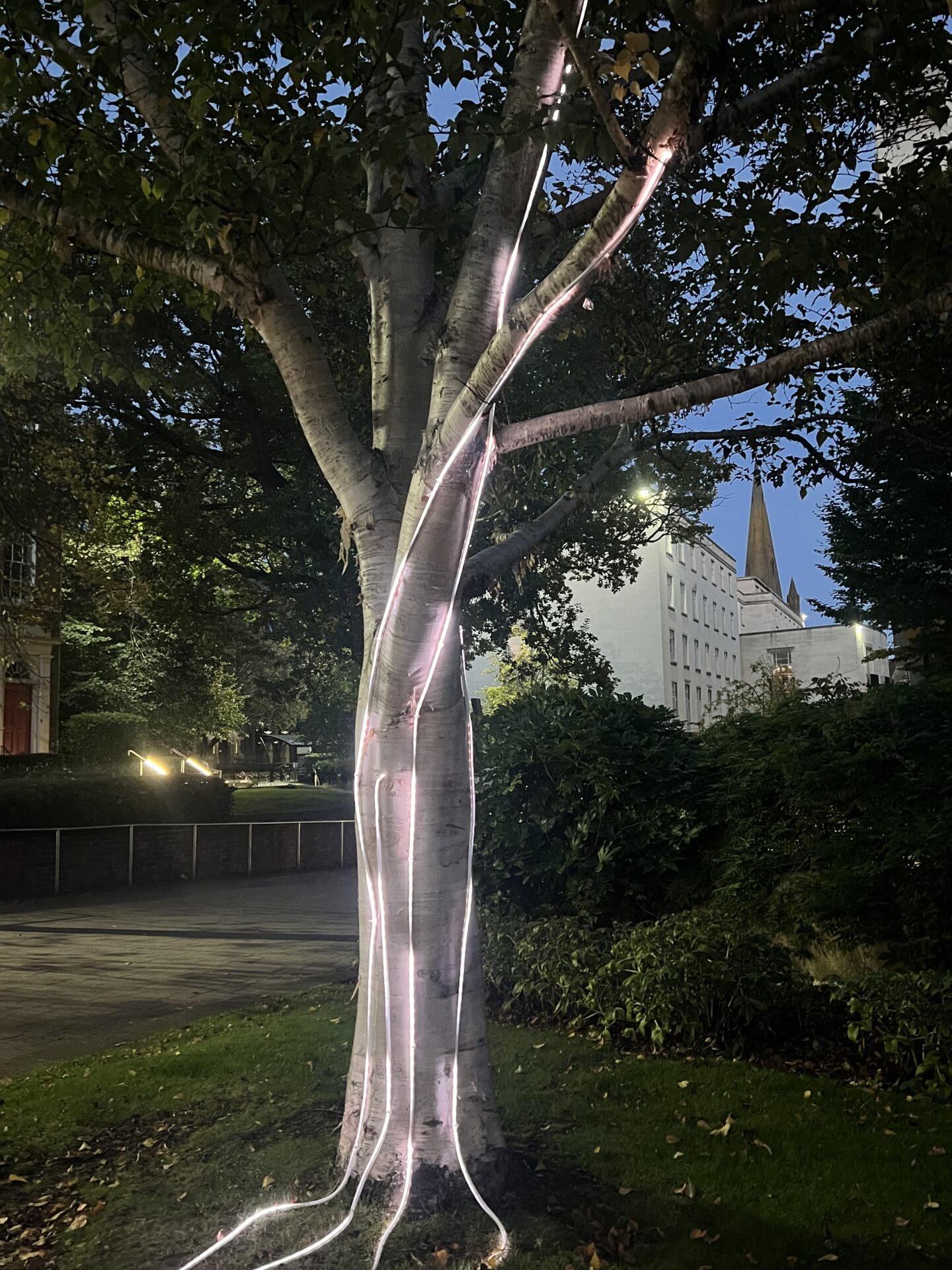 Illuminated tree with the University of Leeds buildings in the background